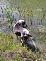 vom Trojangold, hodowla Owczarków Niemieckich Długowłosych