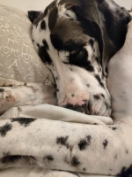 vom Trojangold, hodowla Owczarków Niemieckich Długowłosych