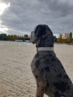 vom Trojangold, hodowla Owczarków Niemieckich Długowłosych