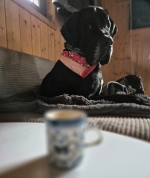 vom Trojangold, hodowla Owczarków Niemieckich Długowłosych