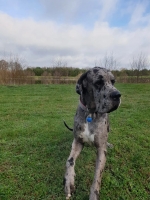 vom Trojangold, hodowla Owczarków Niemieckich Długowłosych