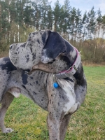 vom Trojangold, hodowla Owczarków Niemieckich Długowłosych