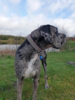 vom Trojangold, hodowla Owczarków Niemieckich Długowłosych