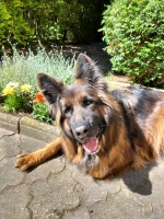 vom Trojangold, hodowla Owczarków Niemieckich Długowłosych