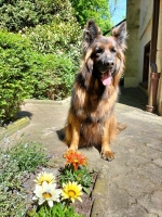 vom Trojangold, hodowla Owczarków Niemieckich Długowłosych