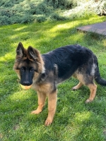 vom Trojangold, hodowla Owczarków Niemieckich Długowłosych