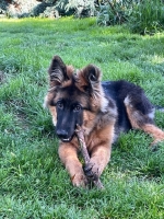 vom Trojangold, hodowla Owczarków Niemieckich Długowłosych