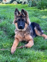 vom Trojangold, hodowla Owczarków Niemieckich Długowłosych