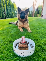 vom Trojangold, hodowla Owczarków Niemieckich Długowłosych