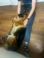 vom Trojangold, hodowla Owczarków Niemieckich Długowłosych