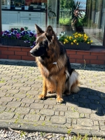 vom Trojangold, hodowla Owczarków Niemieckich Długowłosych