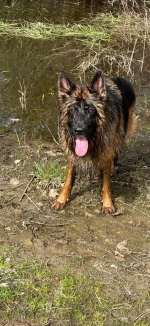 vom Trojangold, hodowla Owczarków Niemieckich Długowłosych