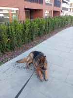 vom Trojangold, hodowla Owczarków Niemieckich Długowłosych