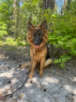 vom Trojangold, hodowla Owczarków Niemieckich Długowłosych