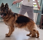 vom Trojangold, hodowla Owczarków Niemieckich Długowłosych