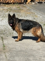 vom Trojangold, hodowla Owczarków Niemieckich Długowłosych