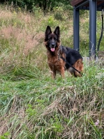 vom Trojangold, hodowla Owczarków Niemieckich Długowłosych