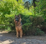 vom Trojangold, hodowla Owczarków Niemieckich Długowłosych