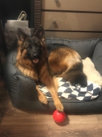 vom Trojangold, hodowla Owczarków Niemieckich Długowłosych