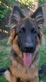 vom Trojangold, hodowla Owczarków Niemieckich Długowłosych