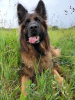 vom Trojangold, hodowla Owczarków Niemieckich Długowłosych