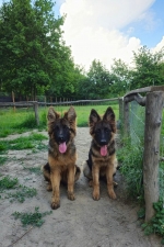 vom Trojangold, hodowla Owczarków Niemieckich Długowłosych