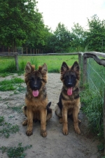 vom Trojangold, hodowla Owczarków Niemieckich Długowłosych