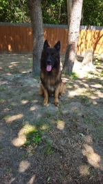 vom Trojangold, hodowla Owczarków Niemieckich Długowłosych