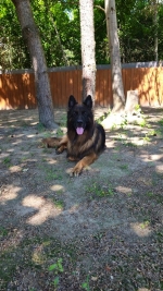 vom Trojangold, hodowla Owczarków Niemieckich Długowłosych