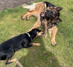 vom Trojangold, hodowla Owczarków Niemieckich Długowłosych