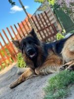 vom Trojangold, hodowla Owczarków Niemieckich Długowłosych