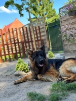 vom Trojangold, hodowla Owczarków Niemieckich Długowłosych