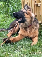 vom Trojangold, hodowla Owczarków Niemieckich Długowłosych