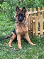 vom Trojangold, hodowla Owczarków Niemieckich Długowłosych