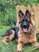 vom Trojangold, hodowla Owczarków Niemieckich Długowłosych