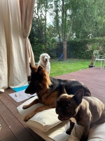 vom Trojangold, hodowla Owczarków Niemieckich Długowłosych