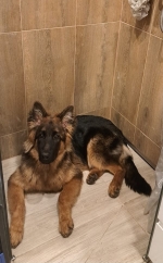 vom Trojangold, hodowla Owczarków Niemieckich Długowłosych