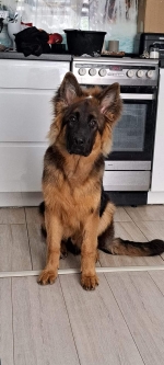 vom Trojangold, hodowla Owczarków Niemieckich Długowłosych