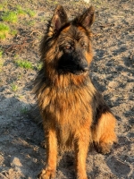 vom Trojangold, hodowla Owczarków Niemieckich Długowłosych