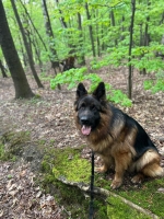 vom Trojangold, hodowla Owczarków Niemieckich Długowłosych