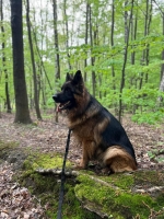 vom Trojangold, hodowla Owczarków Niemieckich Długowłosych