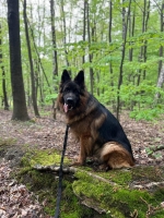 vom Trojangold, hodowla Owczarków Niemieckich Długowłosych