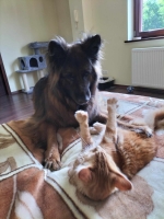 vom Trojangold, hodowla Owczarków Niemieckich Długowłosych