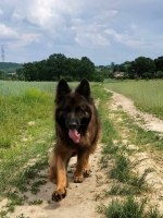 vom Trojangold, hodowla Owczarków Niemieckich Długowłosych