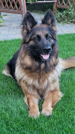 vom Trojangold, hodowla Owczarków Niemieckich Długowłosych