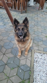 vom Trojangold, hodowla Owczarków Niemieckich Długowłosych