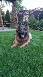 vom Trojangold, hodowla Owczarków Niemieckich Długowłosych