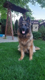 vom Trojangold, hodowla Owczarków Niemieckich Długowłosych