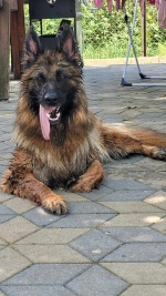 vom Trojangold, hodowla Owczarków Niemieckich Długowłosych