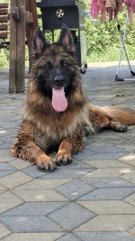 vom Trojangold, hodowla Owczarków Niemieckich Długowłosych